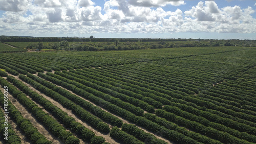 Cuadro en lienzo Plantação de café conilon. Linhares, Espírito Santo, Brasil.