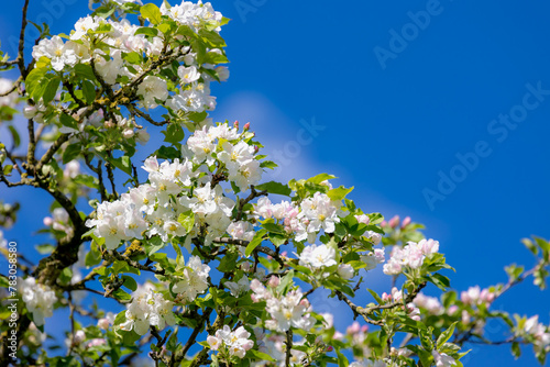 Selective focus of white flowers and green leaves in orchard under blue sky, Apple blossom a species of tree in the family Fabaceae, A shrub cultivar of the genus Escallonia, Nature floral background. photo