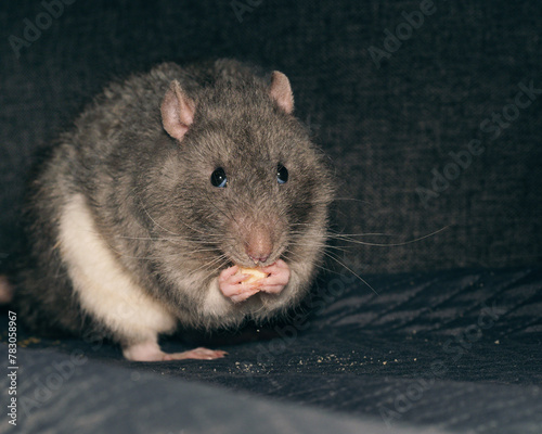 gray rat eats cheese on a black background