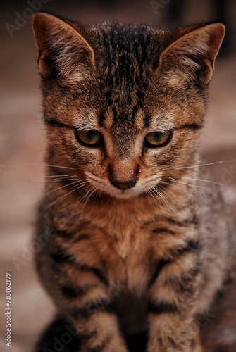 Gatito adorable © Verónica