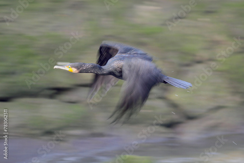 Cormorant in flight seeing motion blur