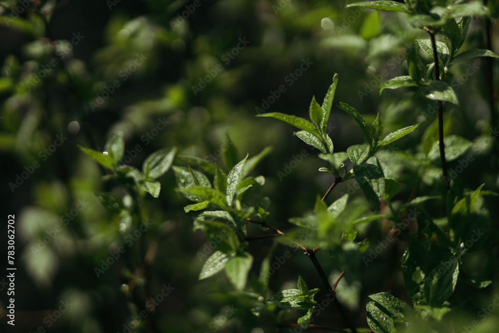 Fototapeta premium forest snowdrop flower in the spring in the forest