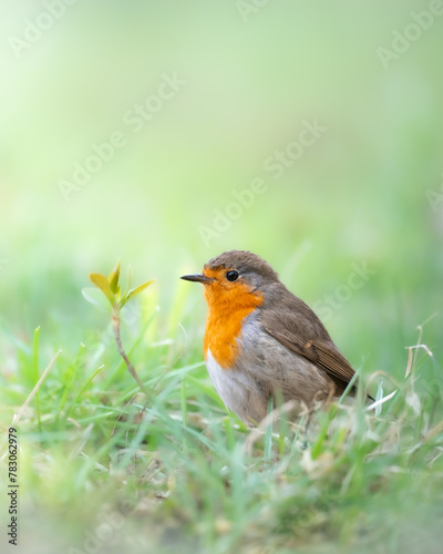 Bird Robin Erithacus rubecula, small bird, spring time in Poland Europe