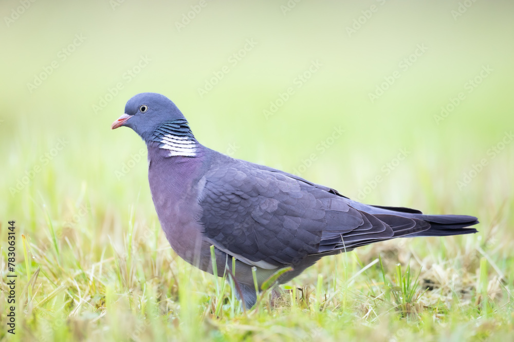 Fototapeta premium Bird Wood pigeon Columba palumbus, spring time close up, Poland Europe