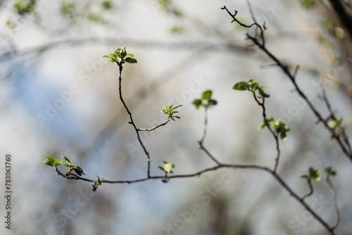 forest snowdrop flower in the spring in the forest © Bogdan