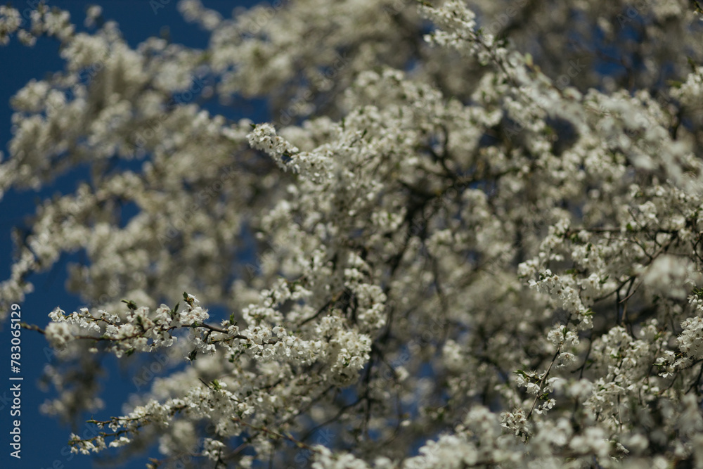 a flowering tree in the spring season a flowering tree in the spring season
