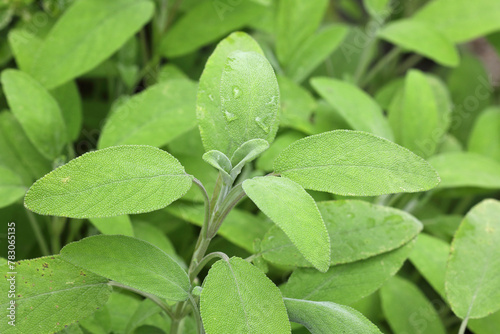 Close-up of Sage growing in a garden
