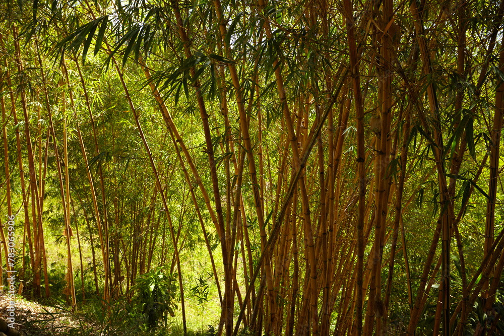 bamboo forest with nice plants bamboo forest with nice plants