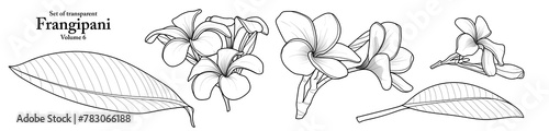 A series of isolated flower in cute hand drawn style. Frangipani in black outline on transparent background. Drawing of floral elements for coloring book or fragrance design. Volume 6.