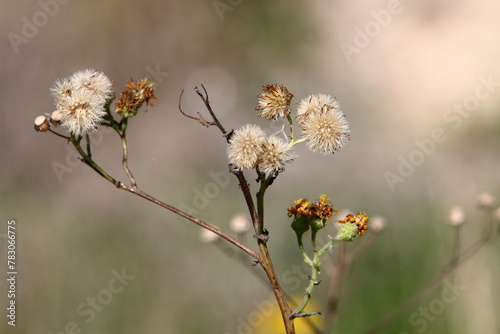 Dandelion growing in a forest clearing in northern Israel. © shimon