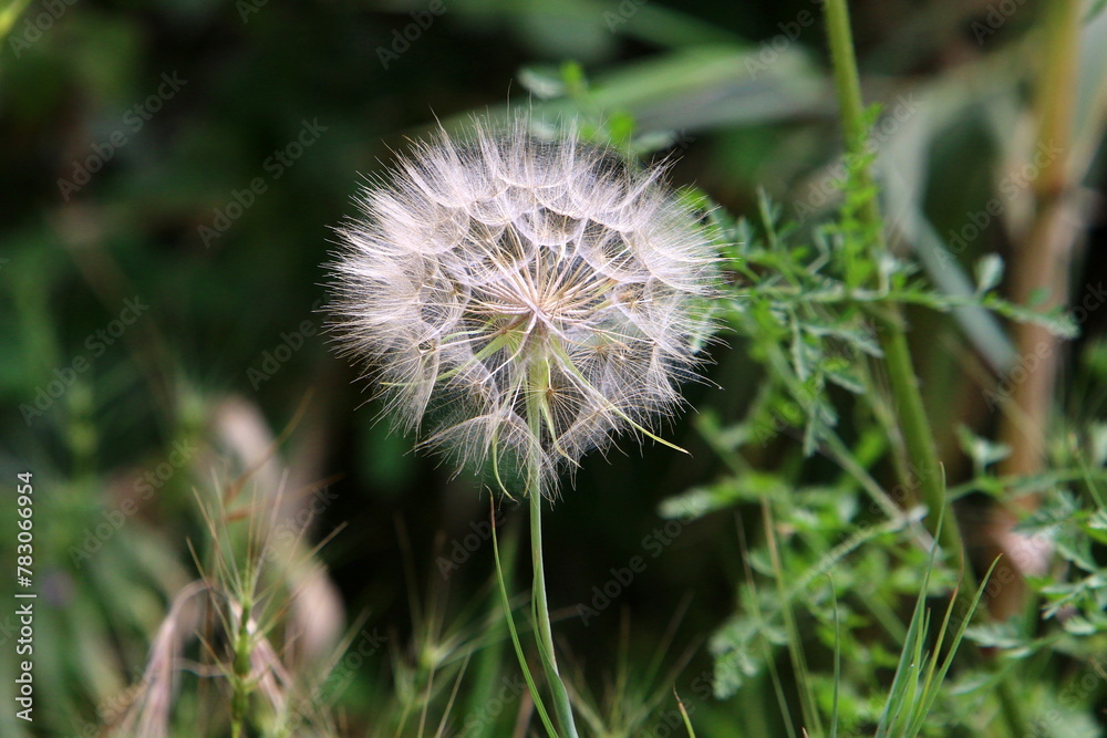 Dandelion growing in a forest clearing in northern Israel. Dandelion growing in a forest clearing in northern Israel.