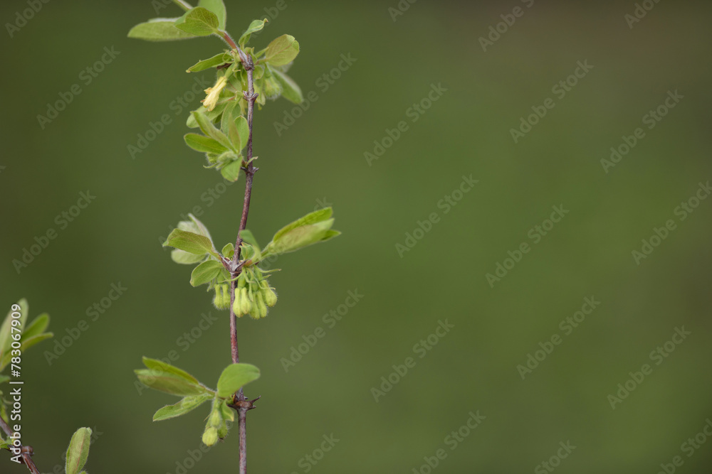 swelling buds of edible honeysuckle in spring, honeysuckle branch swelling buds of edible honeysuckle in spring, honeysuckle branch