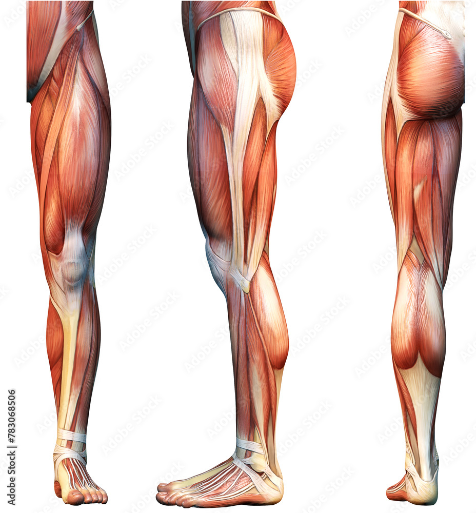 The leg muscles. Anatomical labeled illustration The leg muscles. Anatomical labeled illustration