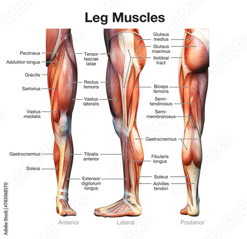 The leg muscles. Anatomical labeled illustration photo