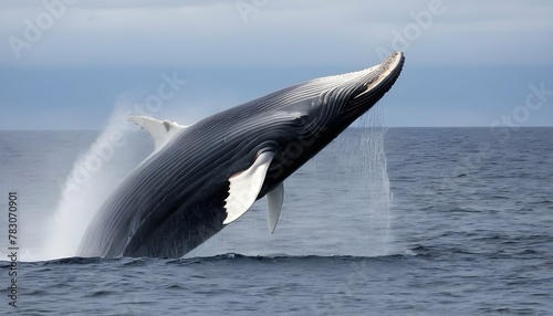 A-Fin-Whale-Breaching-Dramatically-Out-Of-The-Wate-