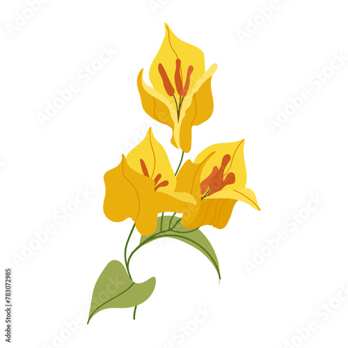 Yellow bougainvillea flower branch vector isolated on white background. Can be used as print  postcard  package design  invitation  greeting card  textile  stickers