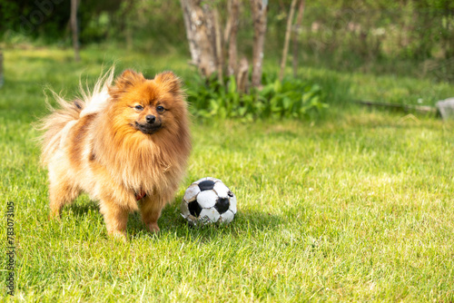 A red Spitz dog plays on the grass with a ball. A dog playing with a ball. © Jakob