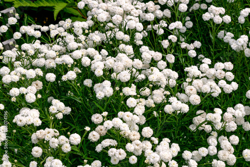 Beautiful white flowers similar to chamomile.