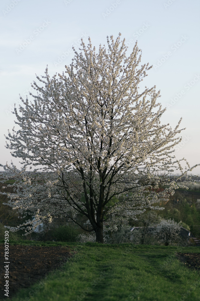 a flowering tree in the middle of the village