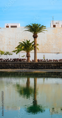 Palm trees reflecting in the Charco de San Ginés, home of the fisherman that inspired Hemigway's "the Old Man and the Sea", Arrecife, Lanzarote, Canary Islands, Spain