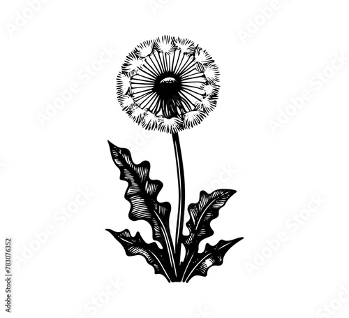 dandelion flower hand drawn vector illustration