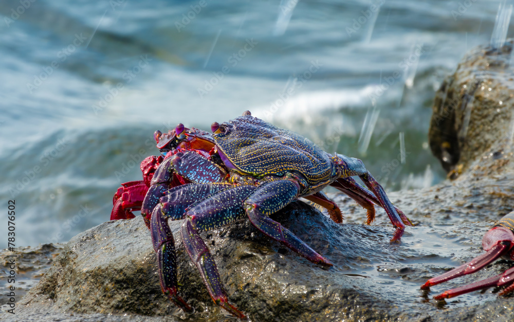 Φωτογραφία Brightly colored crabs fighting the waves on the shores of the sea front of the