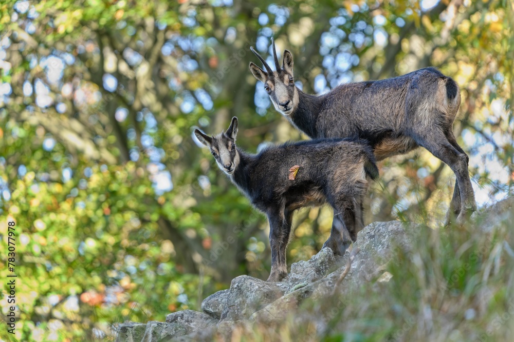 Two chamois standing on the stone huill. Luzicke hory in Czech republic. Rupicapra rupicapra Two chamois standing on the stone huill. Luzicke hory in Czech republic. Rupicapra rupicapra