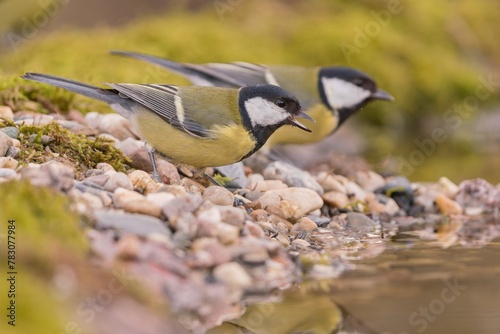 Two cute great tit sits  by the water and drink. Parus major