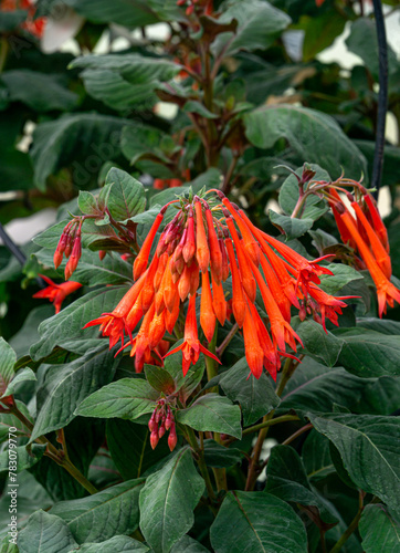 Red flowers of hybrid fuchsia in a greenhouse.