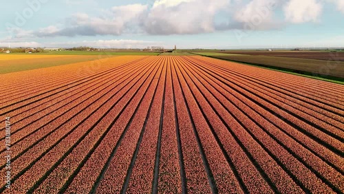 Tulips, endless orange tulips wallpaper. aerial view circle flight from above topview, tulips blooming on field in South Holland. Endless tulip fields in spring in South Holland made by drone