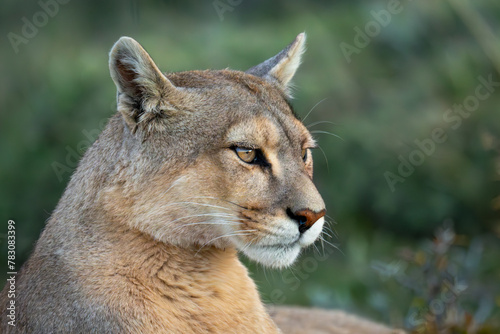Close-up of puma lying with closed mouth