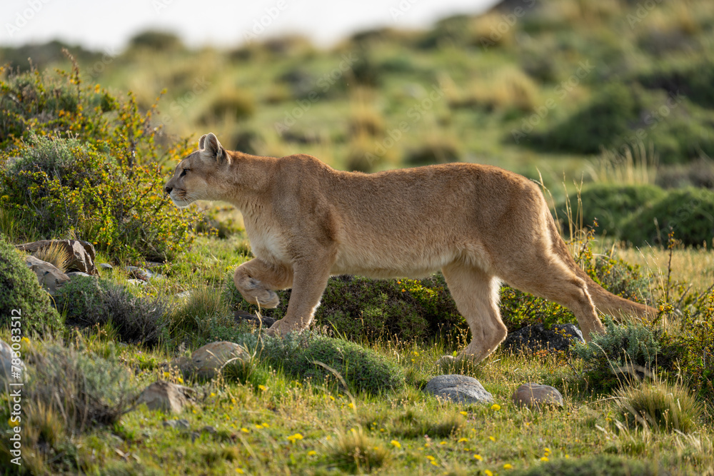 Female puma walks past bushes lifting paw Female puma walks past bushes lifting paw