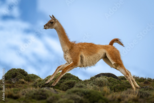 Guanaco crosses hilltop with snowy mountain behind