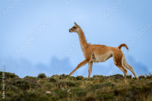 Guanaco gallops across hilltop with mountains behind