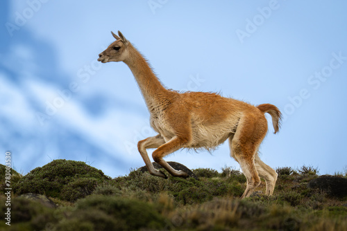 Guanaco crosses bushy ridge with mountain behind