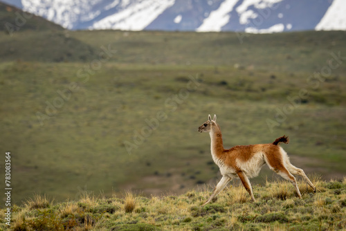 Guanaco galloping down grassy slope near mountains