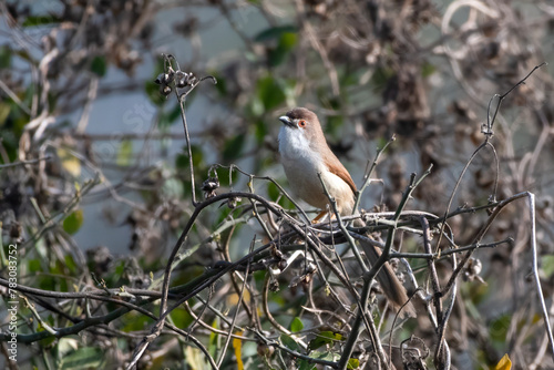 yellow-eyed babbler or Chrysomma sinense at Jhalana Reserve in Rajasthan India