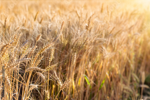 Beautiful golden wheat field in late afternoon © PhotoIris2021