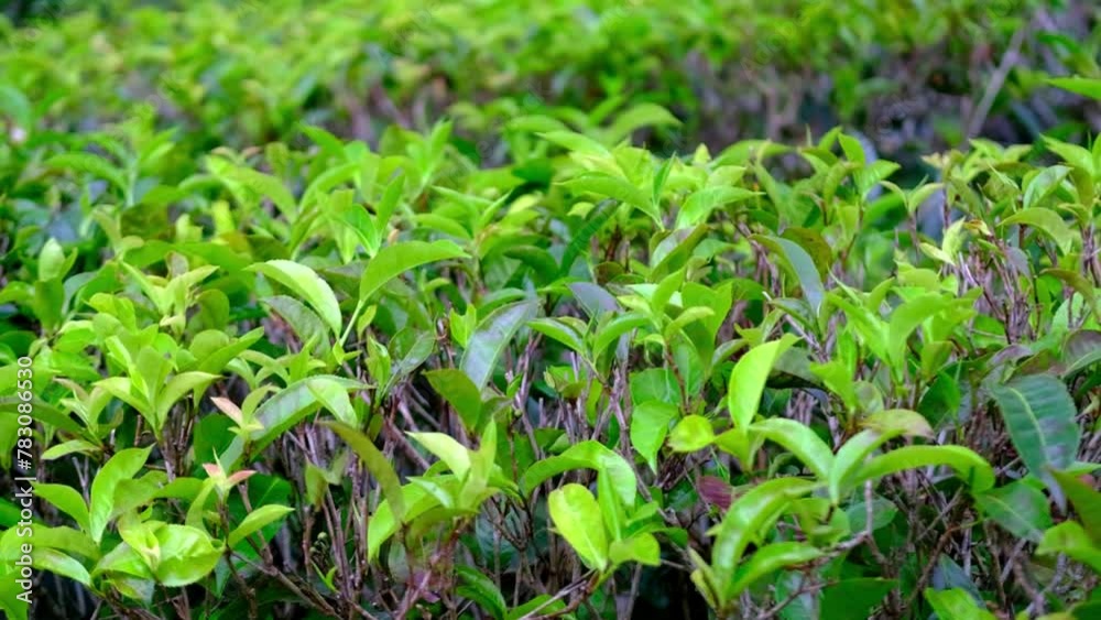 fresh green leaves tea tree, plantation landscape, green lush foliage, ensuring only highest quality leaves harvested, celebrating tea cultivation, slow motion shooting fresh green leaves tea tree, plantation landscape, green lush foliage, ensuring only highest quality leaves harvested, celebrating tea cultivation, slow motion shooting
