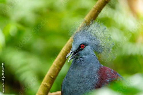 Big blue pigeon. Western crowned pigeon, Goura cristata, detail portrait in e lowland rainforests of New Guinea, Asia. Blue bird with red eye, green forest in the background, close-up. photo