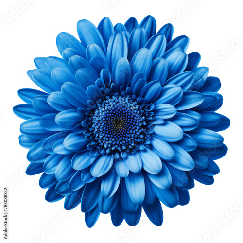 blue dahlia flower isolated on transparent background cutout