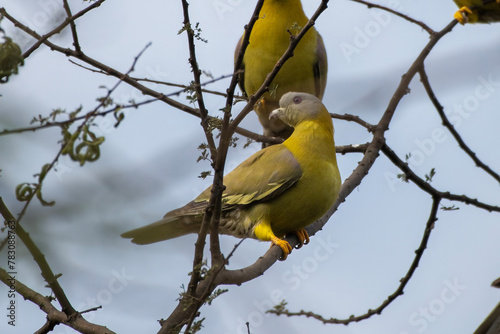yellow-footed green pigeon or Treron phoenicopterus, also known as yellow-legged green pigeon, seen at Jhalana Reserve in Rajasthan India