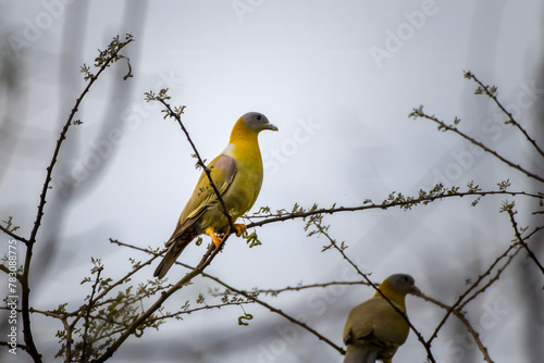 yellow-footed green pigeon or Treron phoenicopterus, also known as yellow-legged green pigeon, seen at Jhalana Reserve in Rajasthan India