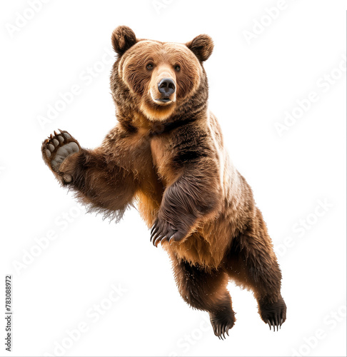 Brown bear balancing on one leg, studio lighting