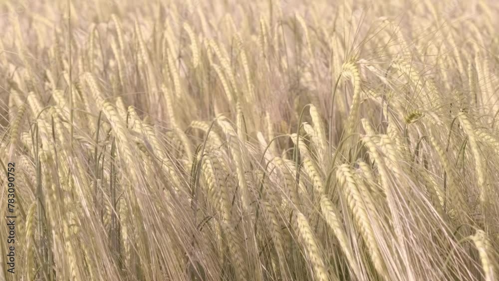 field of golden ripened rye, agricultural concept, rich harvest of bread, food crisis, grain import, export abroad, growing crops, creating and researching new varieties of wheat field of golden ripened rye, agricultural concept, rich harvest of bread, food crisis, grain import, export abroad, growing crops, creating and researching new varieties of wheat
