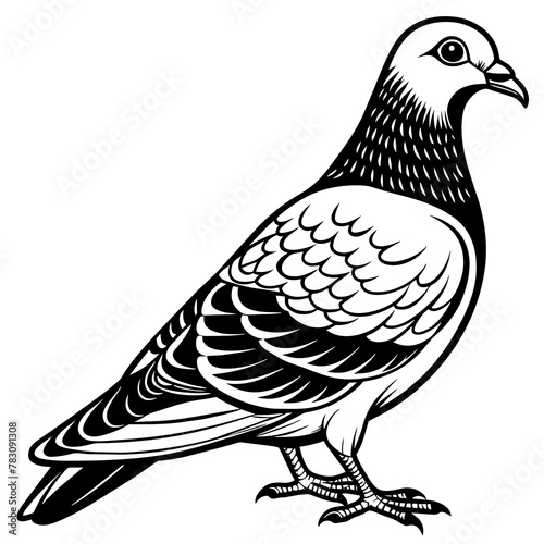pigeon silhouette vector art illustration 
