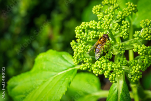 A hoverfly on rhubarb photo