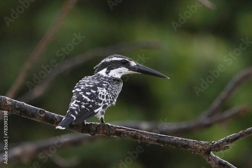 Pied Kingfisher, Ceryle rudis, Bhitarkanika, Odisha, India photo