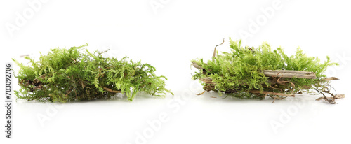 Pieces of  green moss  isolated on white  background. Fragment of fresh forest flora moss.