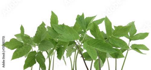 Edible plants, ground elder, Aegopodium podagraria isolated on white background. Aegopodium podagraria commonly called ground elder, herb gerard, bishop's weed, goutweed, gout wort.